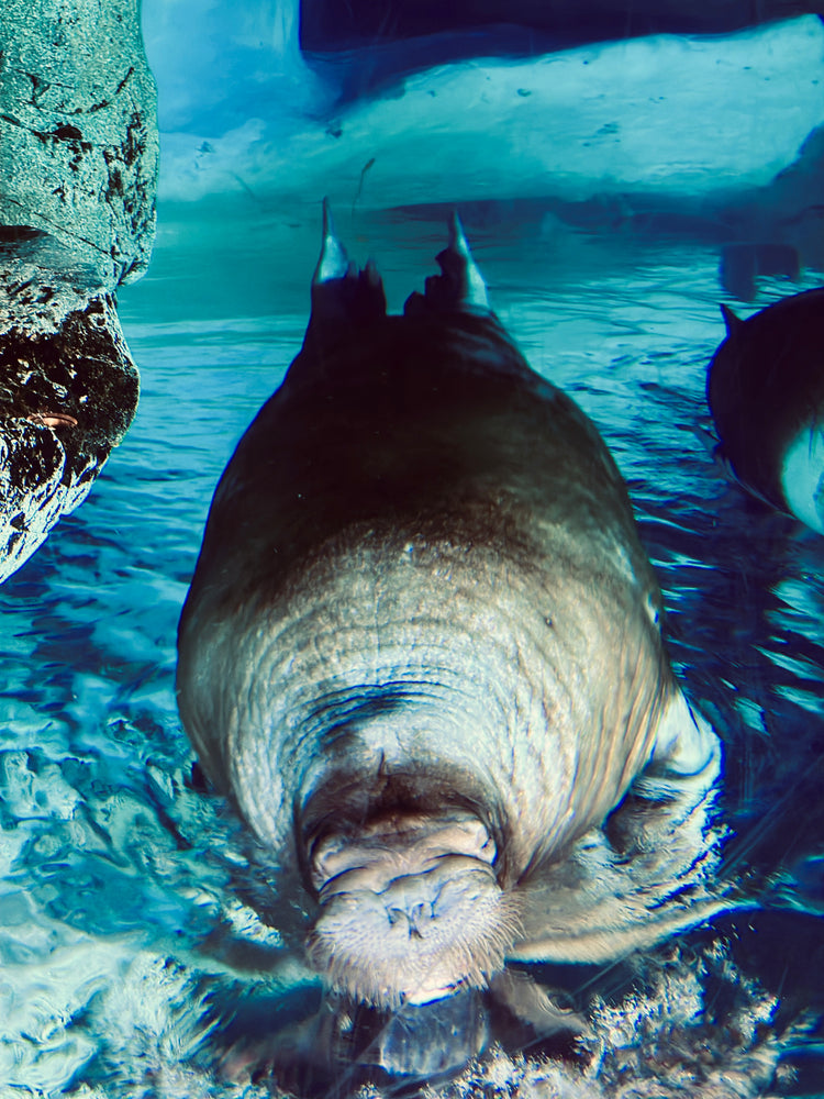 Wildlife